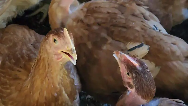 Gallinas ponedoras